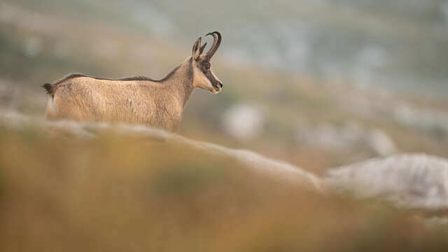 Stages d'observation et de photographie de la faune alpine avec Antoine Corcket