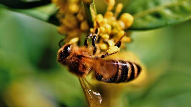 Party - Honey Festival