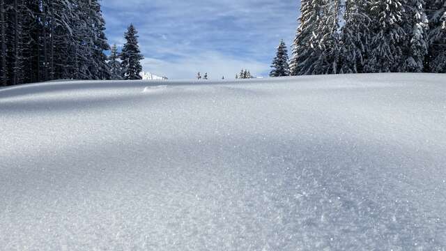Sortie raquette à neige naturaliste