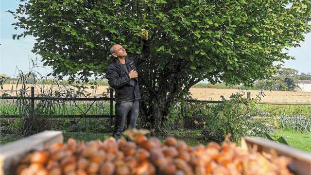 Curso de fin de semana: Plantas salvajes comestibles