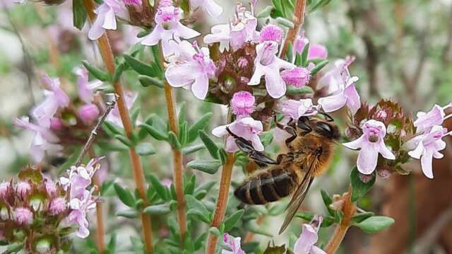 Visite guidée de la Miellerie du Paroy