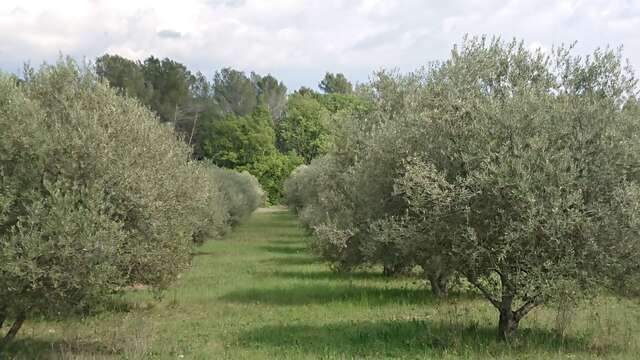 Rando Age d'Or de Saint-Pierre