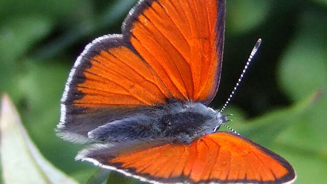 Découverte des papillons au jardin et fabrication d'eau florale