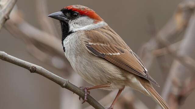 Biodiversité à nos portes
