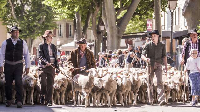 Screening of the film La transhumance in Saint-Rémy-de-Provence
