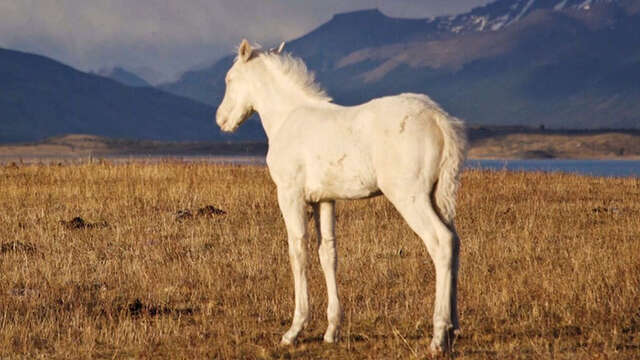 Projection documentaire - Patagonie à la lisière du monde