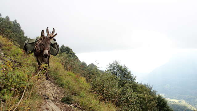 Randonnée facile avec des ânes et bivouac : 2 jours