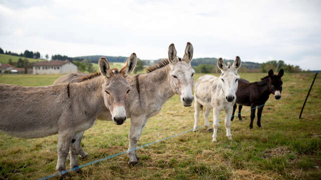 Donkey rides - Auberge-Loisirs de la Barbanche