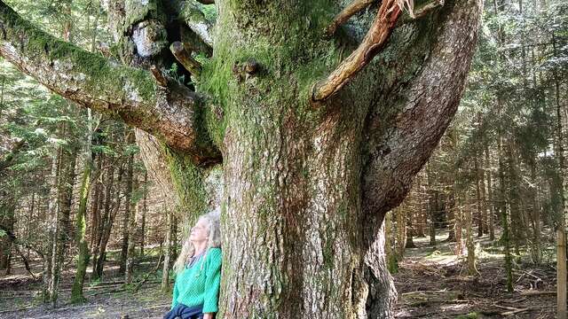 Bain de Forêt - Shinrin Yoku