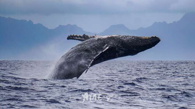 'ATAE  - Whale watching tour