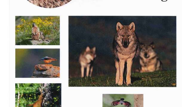 Diaporama - conférence "Instants de vie sauvage"