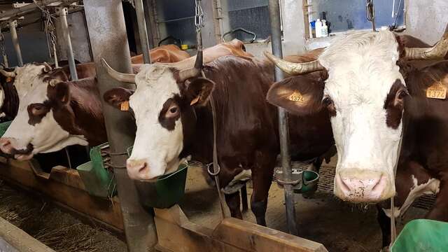 Guided tour of the Gardette farm