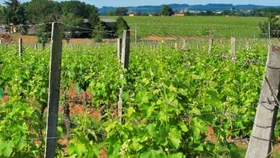 Domaine Martin de Grangeneuve