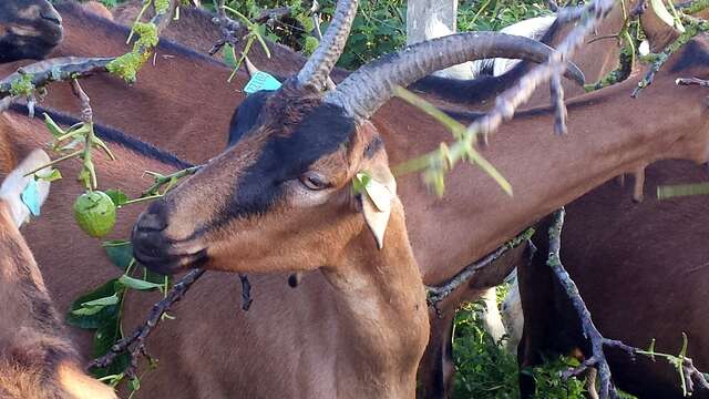 Les Chêvres de la Forest
