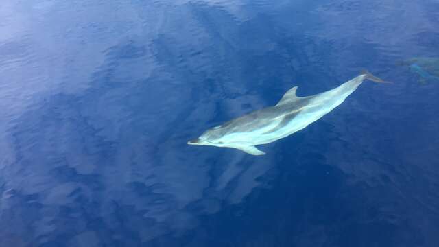 Cetacean-watching outing with Alternative Voile