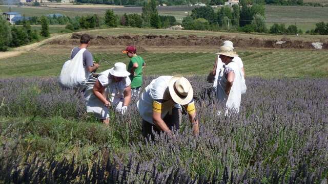 Lavender outing - step into the shoes of a lavender farmer !