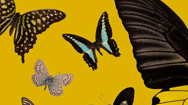 Les Ateliers Pédagogiques du Muséum pendant les Vacances de Noël