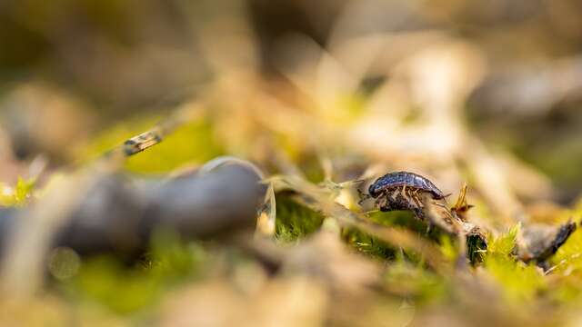 Inleiding tot macrofotografie