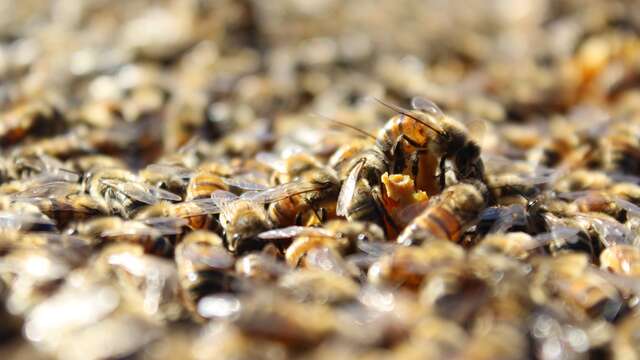 Le Rucher d'Augustin