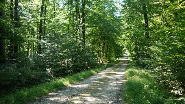 Seillon wood