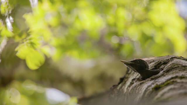 À la rencontre des oiseaux des forêts