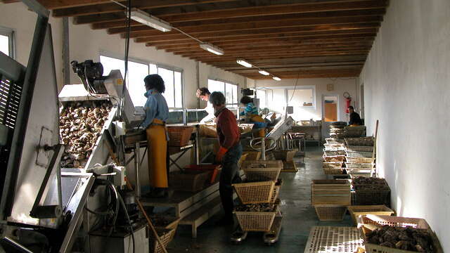 Visita guiada - descubrimiento del cultivo de ostras