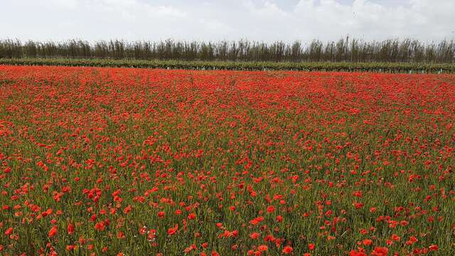 Marche - Club des Jeunes Aînés