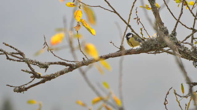 La vie de la forêt : le monde des arbres