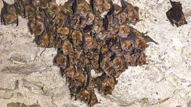 La Nuit de la chauve-souris aux Tours de Merle
