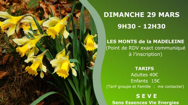 Shinrin yoku - Bain de forêt japonais