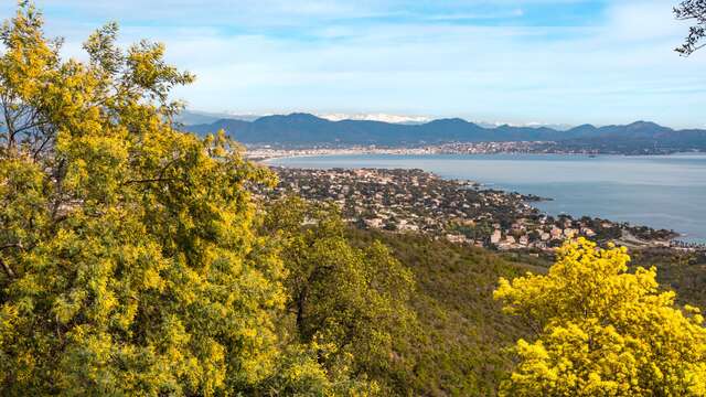 Randonnée sentier du Mimosa