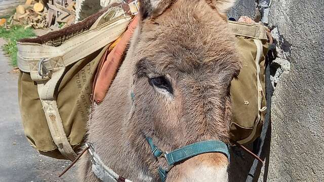 Discovery of the donkey farmer's job and visit of the ecomuseum