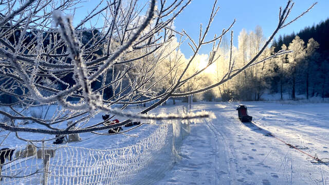 Balade en traineaux à chiens