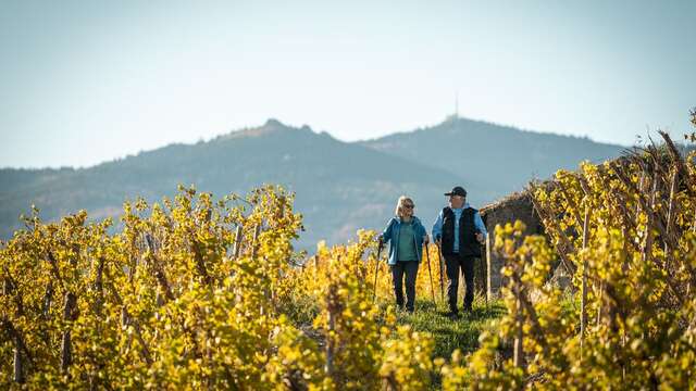 Rando Wine au Domaine Anthony Paret