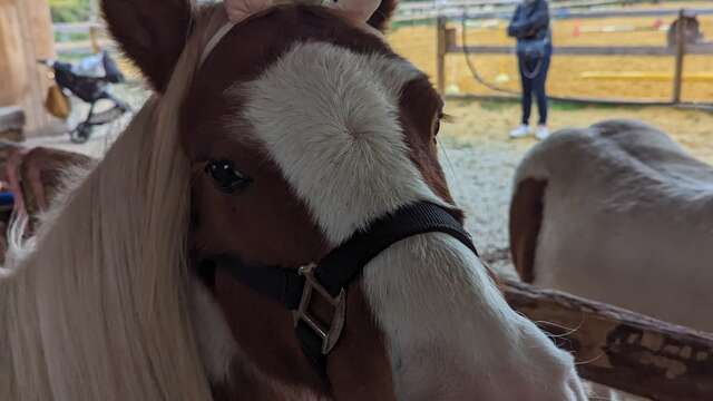 Matinée baby poney à l'écurie Laura Aubert