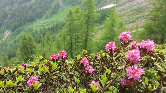 Conférence : Arbres et arbustes du Valgaudemar