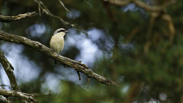 Introduction to wildlife photography