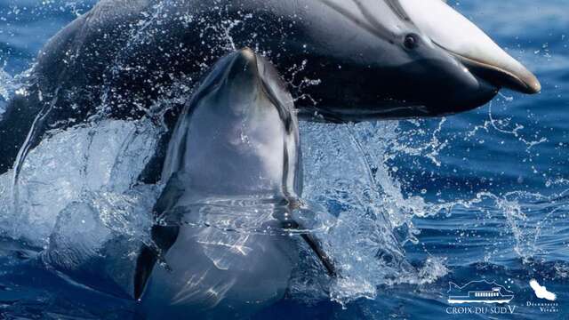 Croisière : Dauphins au départ de Porquerolles | La Croix du Sud V