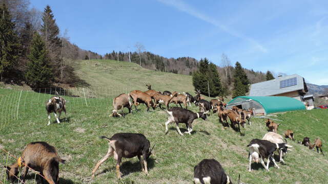 Alpage "Les Mouilles"