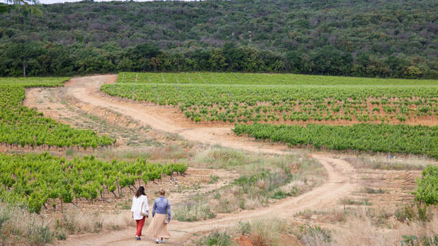 Sentier « Compagnons vignerons » au Domaine de Cantarelle