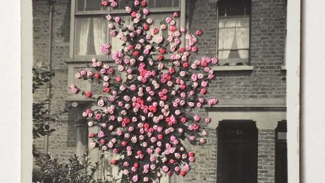 Broderie sur photo · végétalisons la ville
