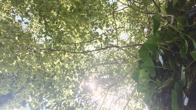 Le cèdre rouge - grimpe d'arbres encadrée