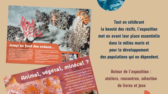 Voyage au coeur des récifs coralliens