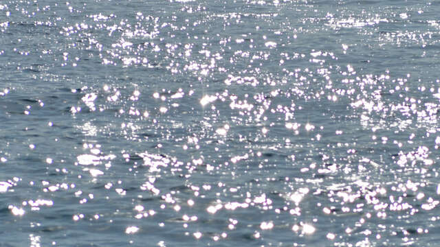 Journée mondiale de l'eau au Muséum d'Histoire Naturelle de Marseille (MHNM)