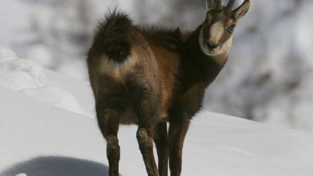 Rando raquettes : animaux des cimes - Accompagnateurs en montagne du Champsaur
