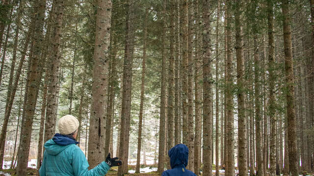 Marche avec soi : marche en conscience en pleine nature