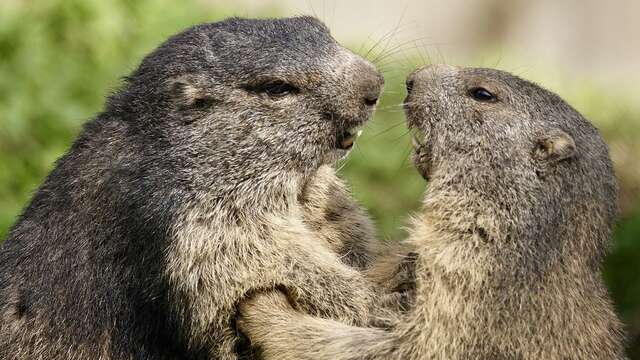 Observons la faune queyrassine