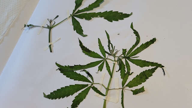 Atelier découverte florale et herbier