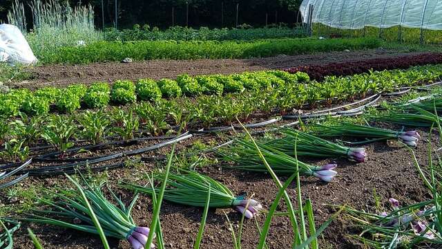 Les Jardins du Trifoulou