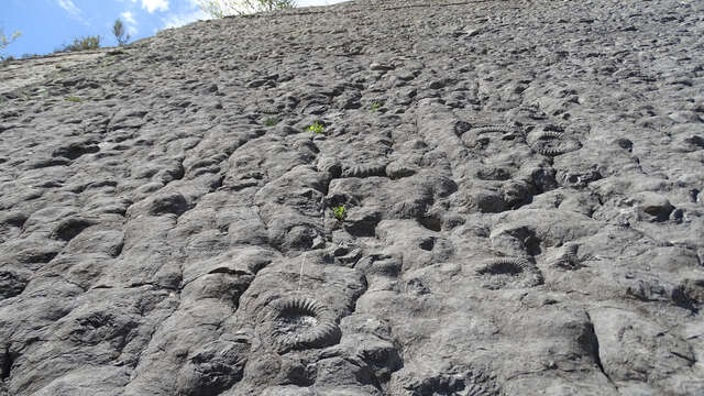 La dalle aux ammonites